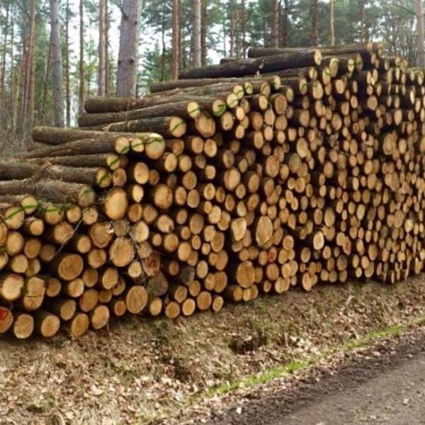 stammholz-eichenstammholz-pefc-premium-600x600-1