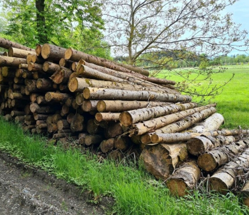 stammholz-fichtenstammholz-saegequalitaet